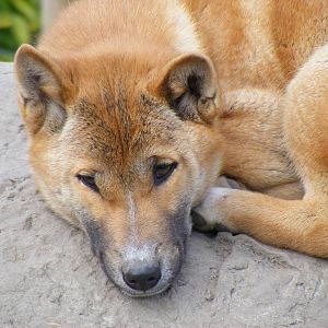 New Guinea singing dog at RSCC, 2 April 2010