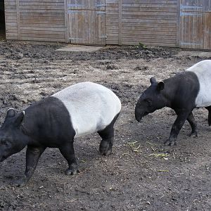 Vasan and Indah the Malayan tapirs at RSCC, 2 April 2010