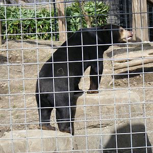 Srey Ya the Malayan sun bear at RSCC, 2 April 2010