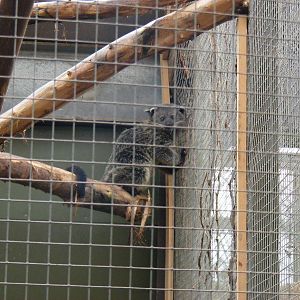 Palawan binturong at RSCC, 2 April 2010