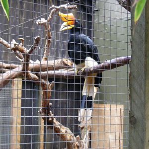 Rhinoceros hornbill at RSCC, 2 April 2010