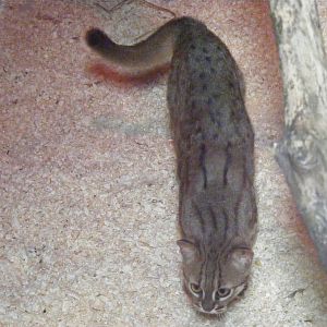 Rusty spotted cat at RSCC, 2 April 2010