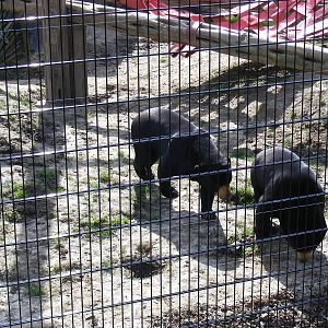 Jo-Jo and Srey Ya the Malayan sun bears at RSCC, 2 April 2010