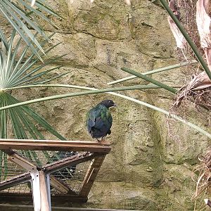 Nicobar pigeons at RSCC, 2 April 2010
