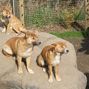 New Guinea singing dogs at RSCC, 2 April 2010