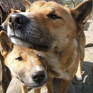 New Guinea singing dogs at RSCC, 2 April 2010