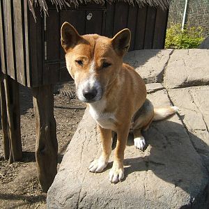 New Guinea singing dog at RSCC, 2 April 2010