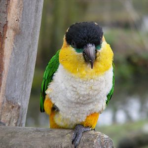 Black-headed caique at Wingham Wildlife Park, 2 April 2010