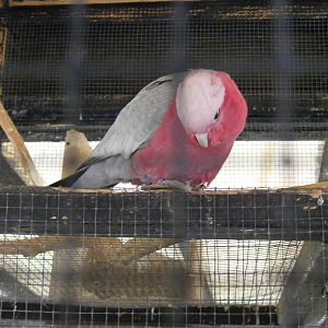Galah cockatoo at Wingham Wildlife Park, 2 April 2010