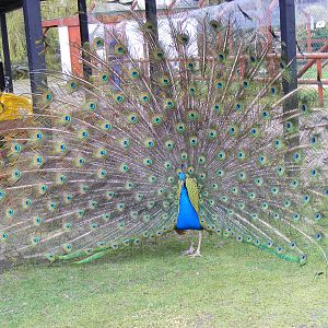 Peacock at Wingham Wildlife Park, 2 April 2010
