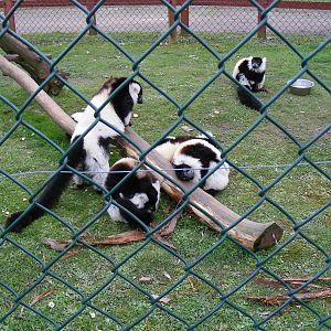 Black and white ruffed lemurs at Wingham Wildlife Park, 2 April 2010