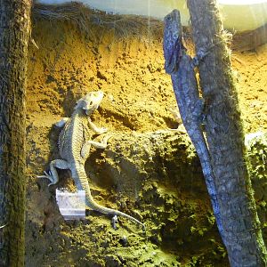 Bearded dragon and frilled dragon at Wingham Wildlife Park, 2 April 2010