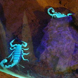 Scorpions at Wingham Wildlife Park, 2 April 2010