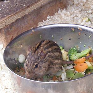 Zebra mouse at Wingham Wildlife Park, 2 April 2010