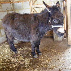 Mediterranean miniature donkey at Wingham Wildlife Park, 2 April 2010