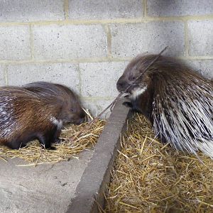 African crested porcupines at Wingham Wildlife Park, 2 April 2010