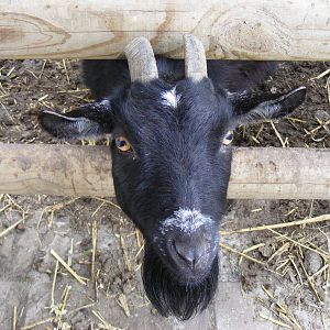 African pygmy goat at Wingham Wildlife Park, 2 April 2010