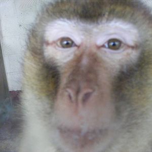 Barbary macaque at Wingham Wildlife Park, 2 April 2010
