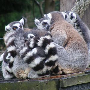 Ring-tailed lemurs at Wingham Wildlife Park, 2 April 2010
