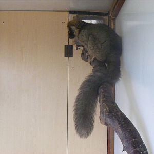 Red-fronted lemur at Wingham Wildlife Park, 2 April 2010