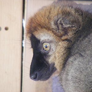 Red-fronted lemur at Wingham Wildlife Park, 2 April 2010