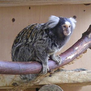 Cotton-eared marmoset at Wingham Wildlife Park, 2 April 2010