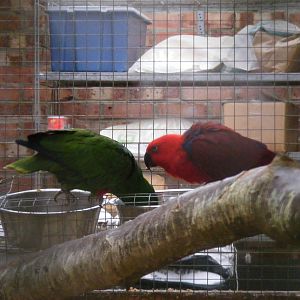 Eclectus parrots at Wingham Wildlife Park, 2 April 2010