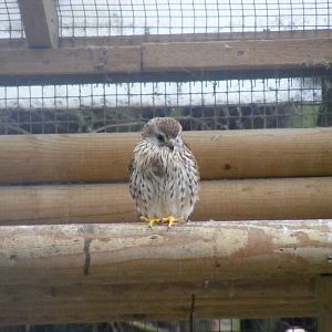 Common kestrel at Wingham Wildlife Park, 2 April 2010