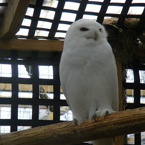 Snowy owl at Wingham Wildlife Park, 2 April 2010