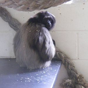 Agile x Mueller's gibbon at Wingham Wildlife Park, 2 April 2010