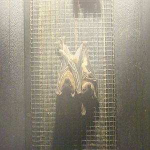 Little red flying foxes at Wingham Wildlife Park, 2 April 2010