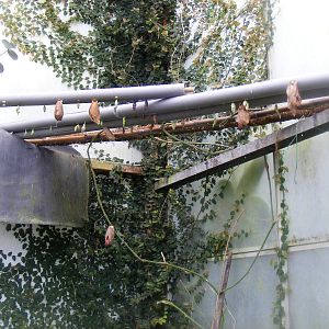 Butterfly pupae at Wingham Wildlife Park, 2 April 2010