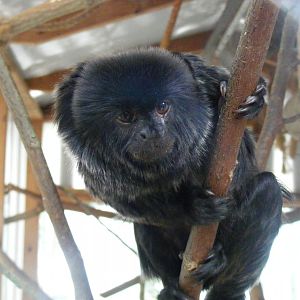 Goeldi's monkey at Wingham Wildlife Park, 2 April 2010