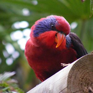 Black winged lory at Wingham Wildlife Park, 2 April 2010