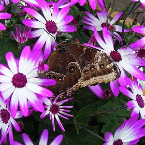 Butterfly at Wingham Wildlife Park, 2 April 2010