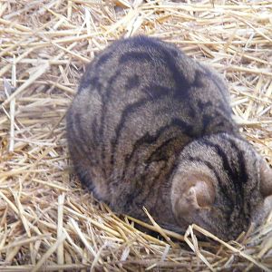 Scottish wild cat at Wingham Wildlife Park, 2 April 2010