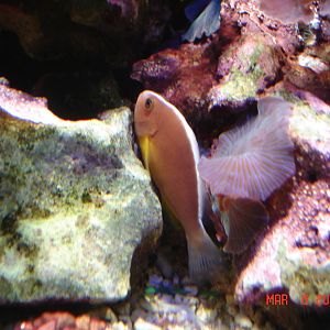 Orange skunk clownfish
