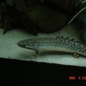 Ornate Bichir