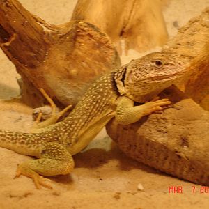 Common collared lizard