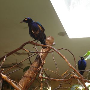 Purple Glossy-starling