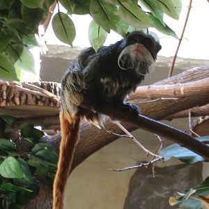Emperor Tamarin