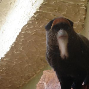 De Brazza's Monkey
