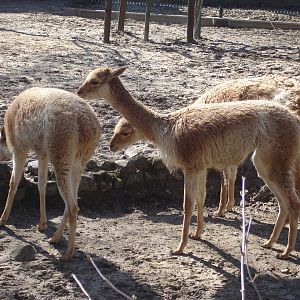 Vicuna