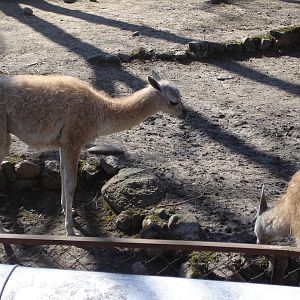 Guanaco