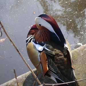 Mandarin Duck
