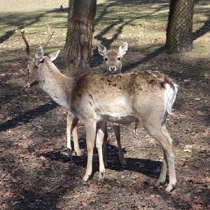 Persian Fallow Deer