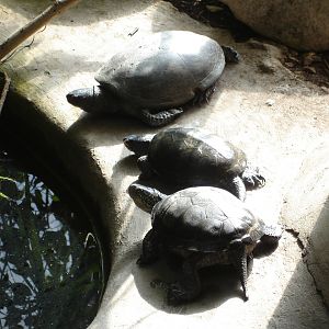 European pond terrapin