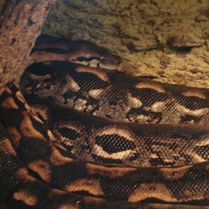 Madagascar ground boa