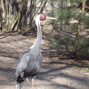 White-naped Crane