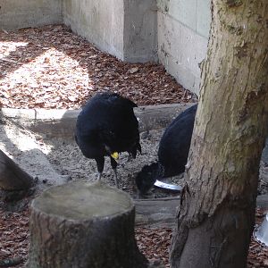 Great Curassow